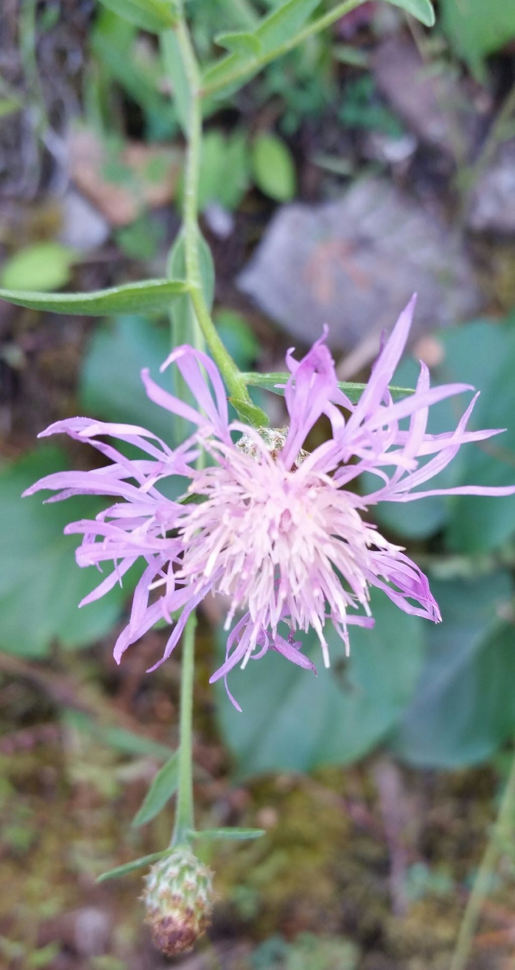 Centaurea nigrescens